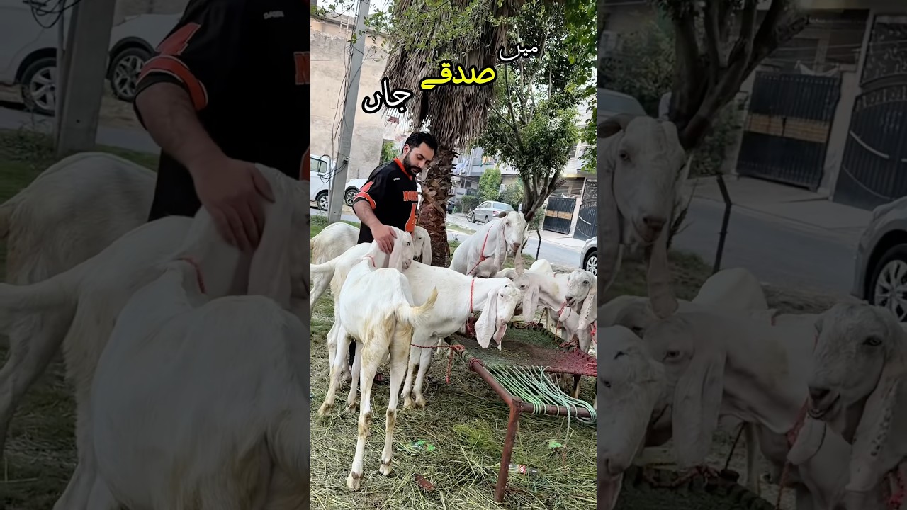 MashaAllah Qurbani 🔥😱  #qurbani #buttoiltraders #eid2k26 #bakra #janwar