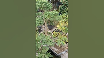 Bán cây lộc vừng thả nước đẹp 0977973535