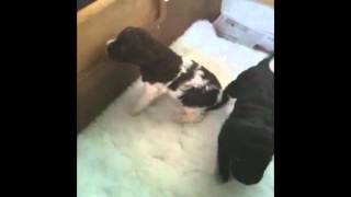 Barbet Puppies by Novaforesta Barbets 474 views 12 years ago 1 minute, 29 seconds