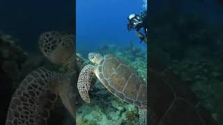 This Sea Turtle is our New Friend  | Shorts