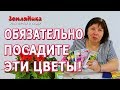 Самые неприхотливые многолетние цветы. Как легко посадить мгноголетники. Ленивая клумба.