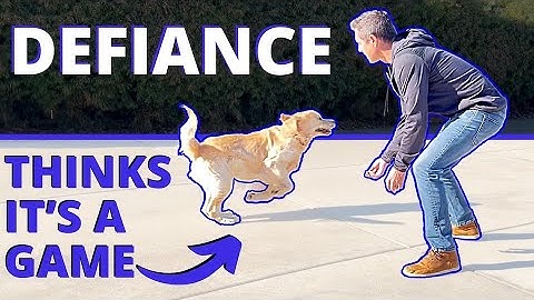 What to do When Your Dog Runs Away and Doesn’t Take You Seriously. Improve Your Recall & Control.