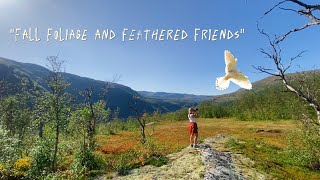 Capturing Autumn Magic: Bird Photography in Norway's Mountains