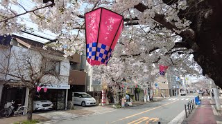 【大阪】桜 Cherry Blossoms (Osaka, Japan) (2024)