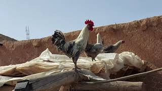 صوت الديك الفيومي The voice of the Fayoumi rooster