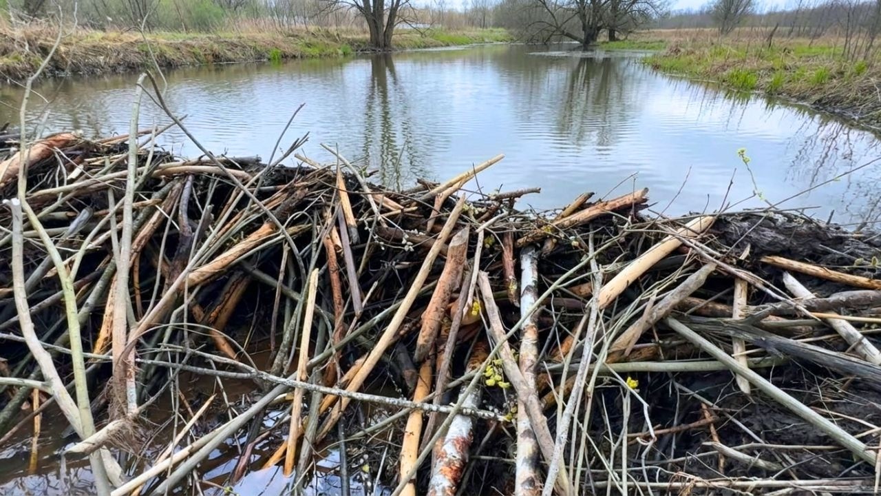 Beaver Dam Collapse Instant Flood Release in Drainage Channel! - YouTube