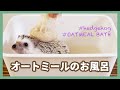 【OATMEAL BATH】ハリネズミのオートミール風呂【HEDGEHOG】