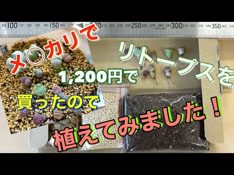 Amazon.co.jp: レア 多肉植物 リトープス 三面体 おばけ 6点