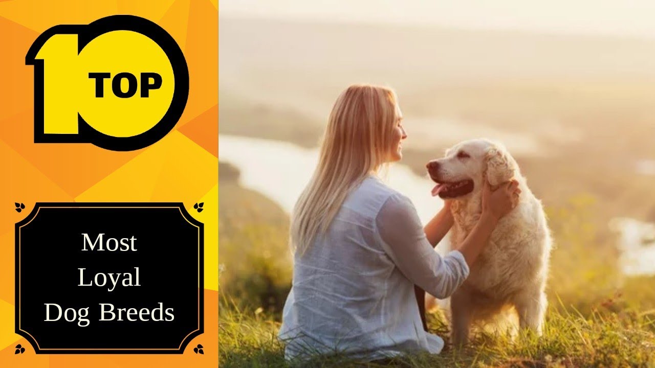 Forever Faithful: The 10 Most Loyal Dog Breeds on Earth #dog #best # ...