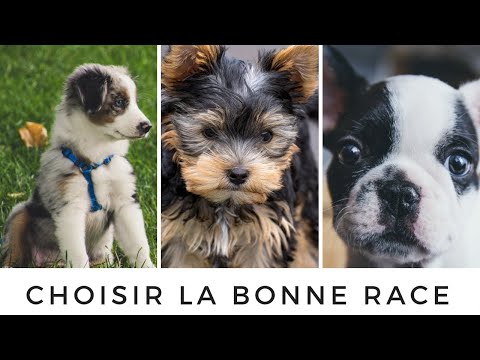 Vidéo: Comment choisir le chenil et la course pour chien de la bonne taille