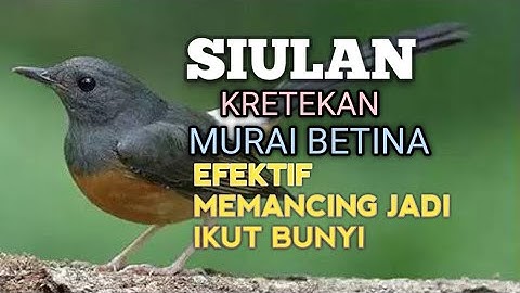 SUARA MURAI BATU BETINA memanggil jantan agar Emosi NYAUT jadi Bunyi GACOR BONGKAR ISIAN 