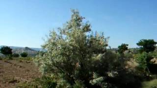 Incentive Turkey - Midnightcoffee Luchtballonvaart Cappadoccia