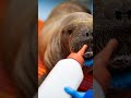 Move over Moo Deng. Meet Uki The Orphaned Walrus.