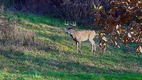 BIG PENNSYLVANIA BUCK! PA Archery Season 2022