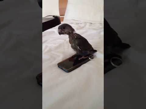Cute baby Ruppel Parrot