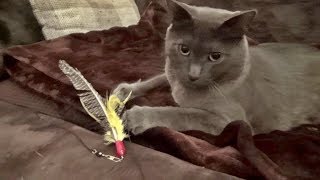 Da Kits Cats Meet Da Bird