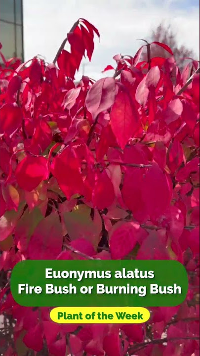 Fire Bush | Burning Bush | Euonymus alatus | Plant of the Week