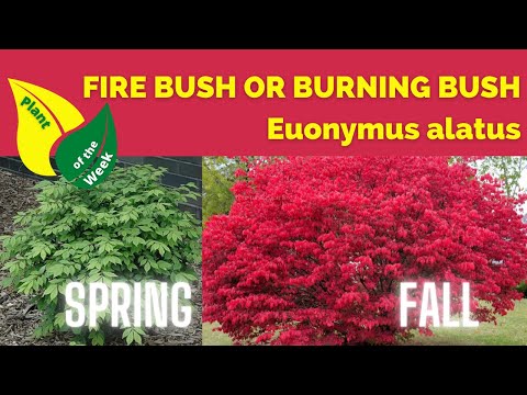 Video: Euonymus Plant Companions - Bimë që funksionojnë mirë me shkurret Euonymus