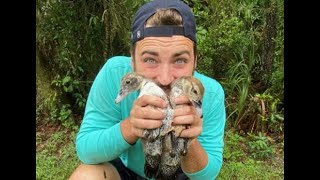 Catching and Rescuing Baby Ducklings! Mom ATE by a FOX