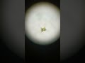 Staurastrum brachiatum