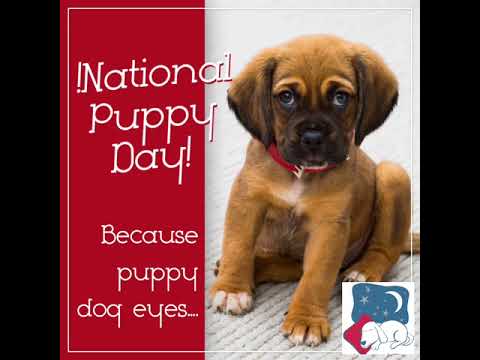 !National Puppy Day! - YouTube