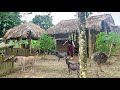 A day of cleaning the garden and hoeing the land to plant sweet potatoes - Pa Thiep