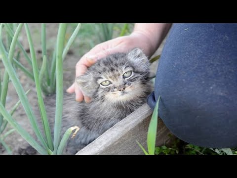 Видео: Почему манула нельзя держать дома? Суровый хищник, которого нельзя приручить.