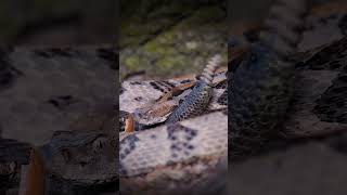 Canebrake rattlesnake rattling