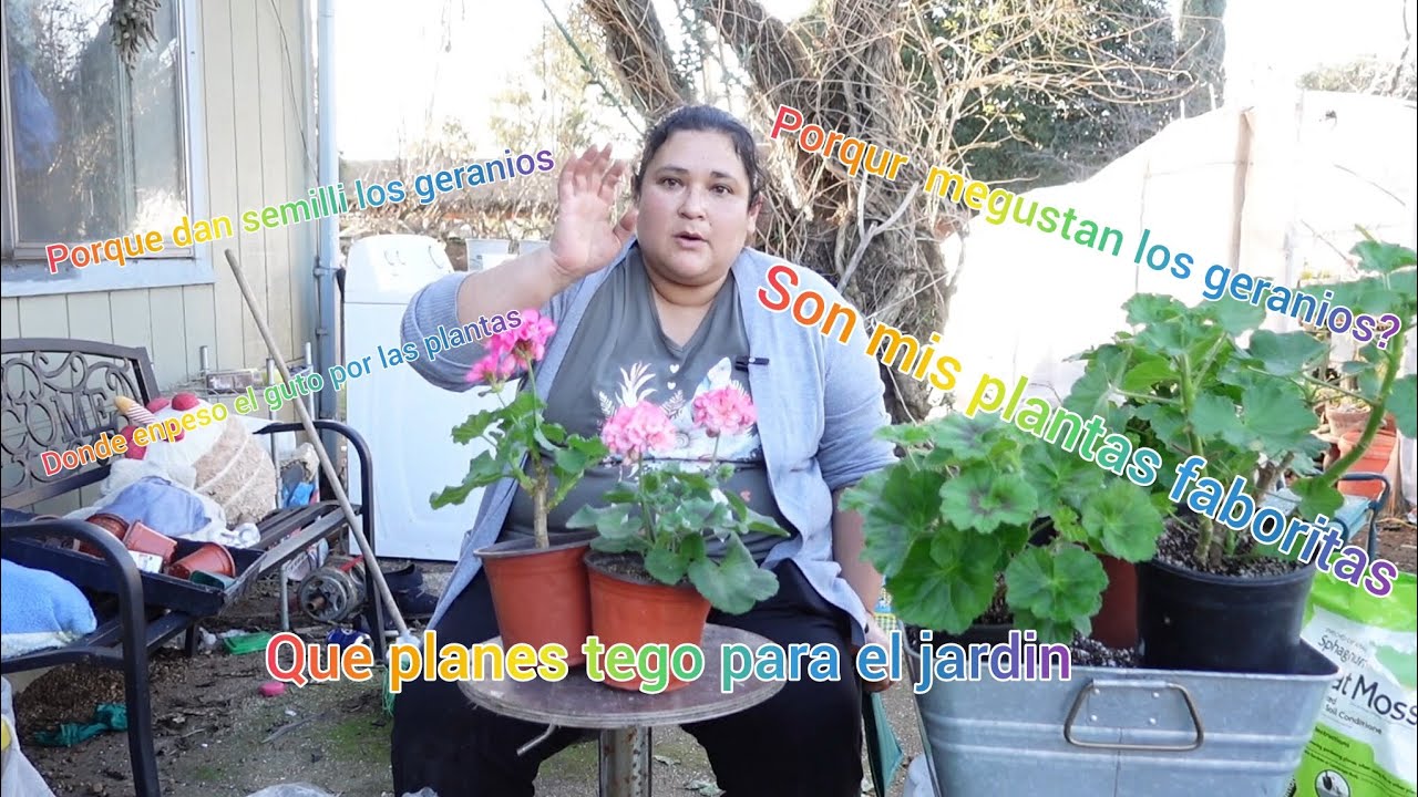 Trasplantando geranios