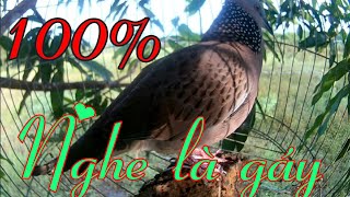 Tiếng chim cu gáy mồi cây THÚC GÙ ĐẤU BỔI cực sung - 100% nghe là gáy.