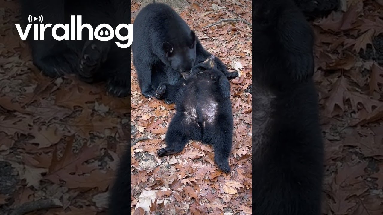 Mama Bear Cleaning Cub || ViralHog - YouTube