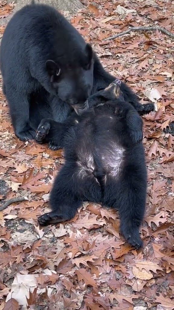 Mama Bear Cleaning Cub || ViralHog