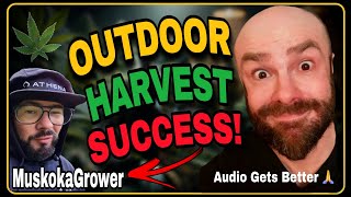Outdoor Growing: The Pros, The Cons & Mandatory Harvest Tips! (Bad Audio)
