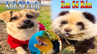 Dương KC | Bông Bé Bỏng Ham Ăn #21 | chó thông minh vui nhộn | funny cute smart dog pets Thú Cưng TV
