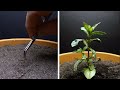 Growing CINNAMON BASIL Time Lapse - Seed to Flower in 69 Days