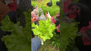 SALAD-TUESDAY 💚 Geretteter Kopfsalat für die Hühner #hühner #chickens #hühnerhaltung #hühnerfüttern