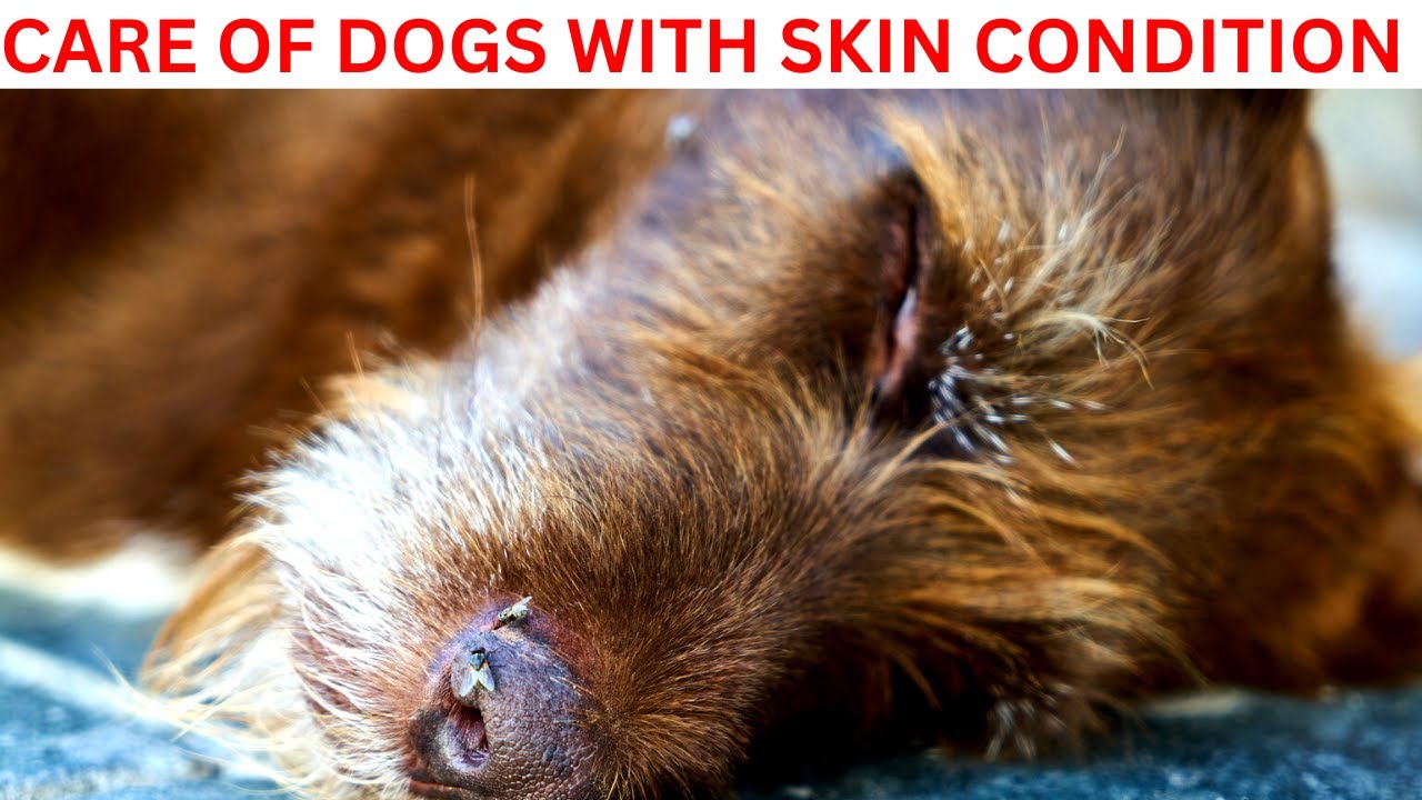Simple Tips to Cure Your Dog's Skin Condition Vet Approved! YouTube