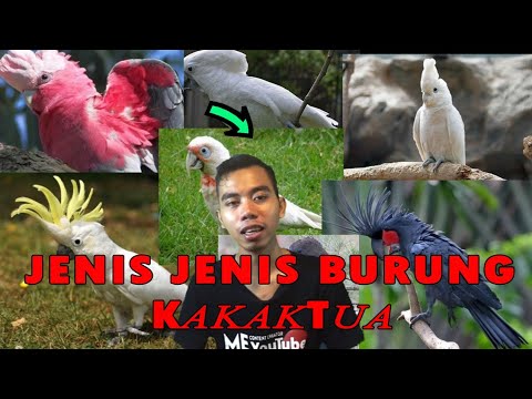 Video: Apakah Jenis Burung Kakak Tua Yang Bercakap