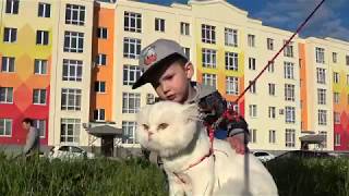 Кот попал на детскую ласку! 4K Кот попал на детскую ласку! 4K