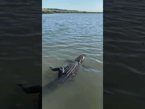 'Surprise, Surprise!' Fisherman Hooks Alligator by Mistake
