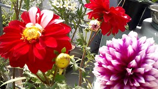 Dahlia Care Tips Leaves Are Not Budging Not Flowering Only Foliage 10  03  21