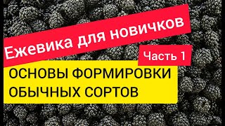 Ежевика для новичков. Часть1. Основы формировки обычных сортов