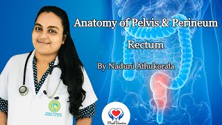 Information Anatomy of Abdomen & Pelvis | Rectum | Clinical Scenarios | Q&A Update