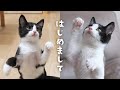 保護猫の兄弟がやってきた！お迎え初日なのに自由すぎる子猫たち