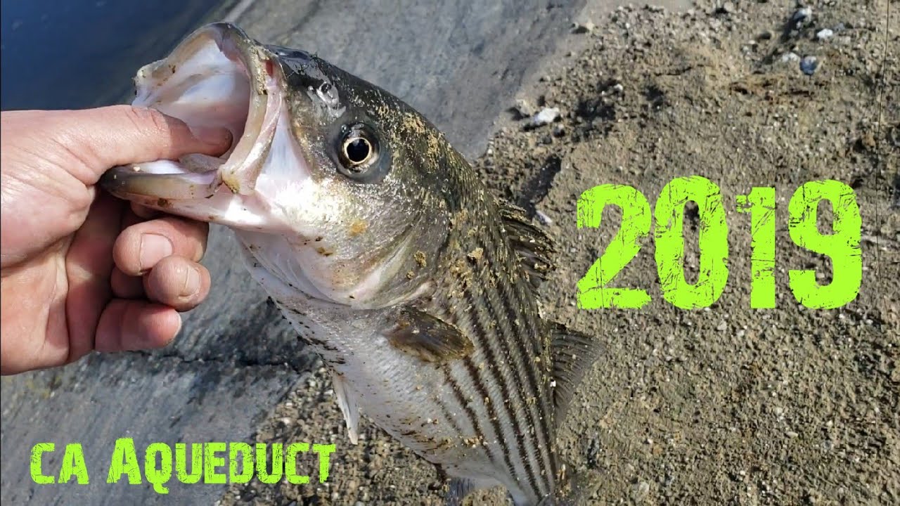 Striper Fishing The California Aqueduct first of 2019 YouTube