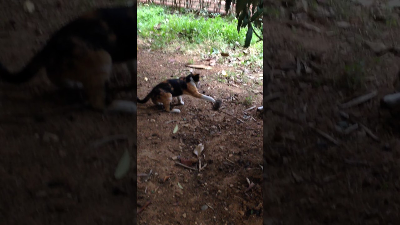 KEDİ FARE OYUNU 2 YouTube