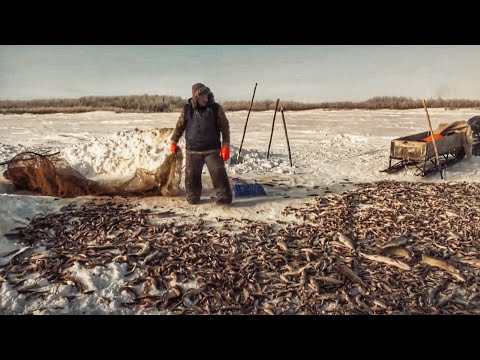 Видео: Рыбалка на окуня с хантами. Огромные щуки! 2 тонны рыбы! Крайний Север | C полем! Лучшие выпуски