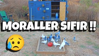 Kuş Uçuralim Dedi̇k Kümesteki̇ En İyi̇ Kuş Kaçti