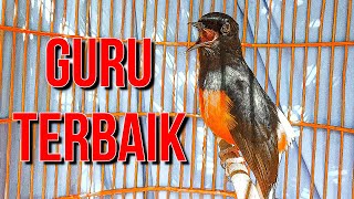 Guru vokal TERBAIK untuk murai batu, MUDAH DITIRUKAN dan BIKIN NYAUT