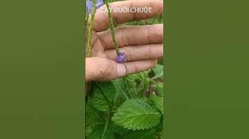 Cây Đuôi Chuột (Mạch Lạc) Và Các Công Dụng. 0981434969! #cayduoichuot, #machlac, #caythuocnam